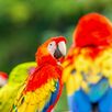 Costa Ricaanse papegaaien